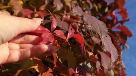 Mano-Tocando-Hojas-Rojas-De-Otoño-En-Un-Día-Soleado,-Cambio-De-Temporada