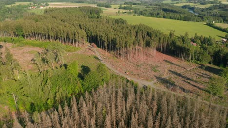 Drone-shot-of-dead-dry-spruce-forest-hit-by-bark-beetle-in-Czech-countryside-with-glade-and-forest-in-the-background,-exploited-by-heave-logging