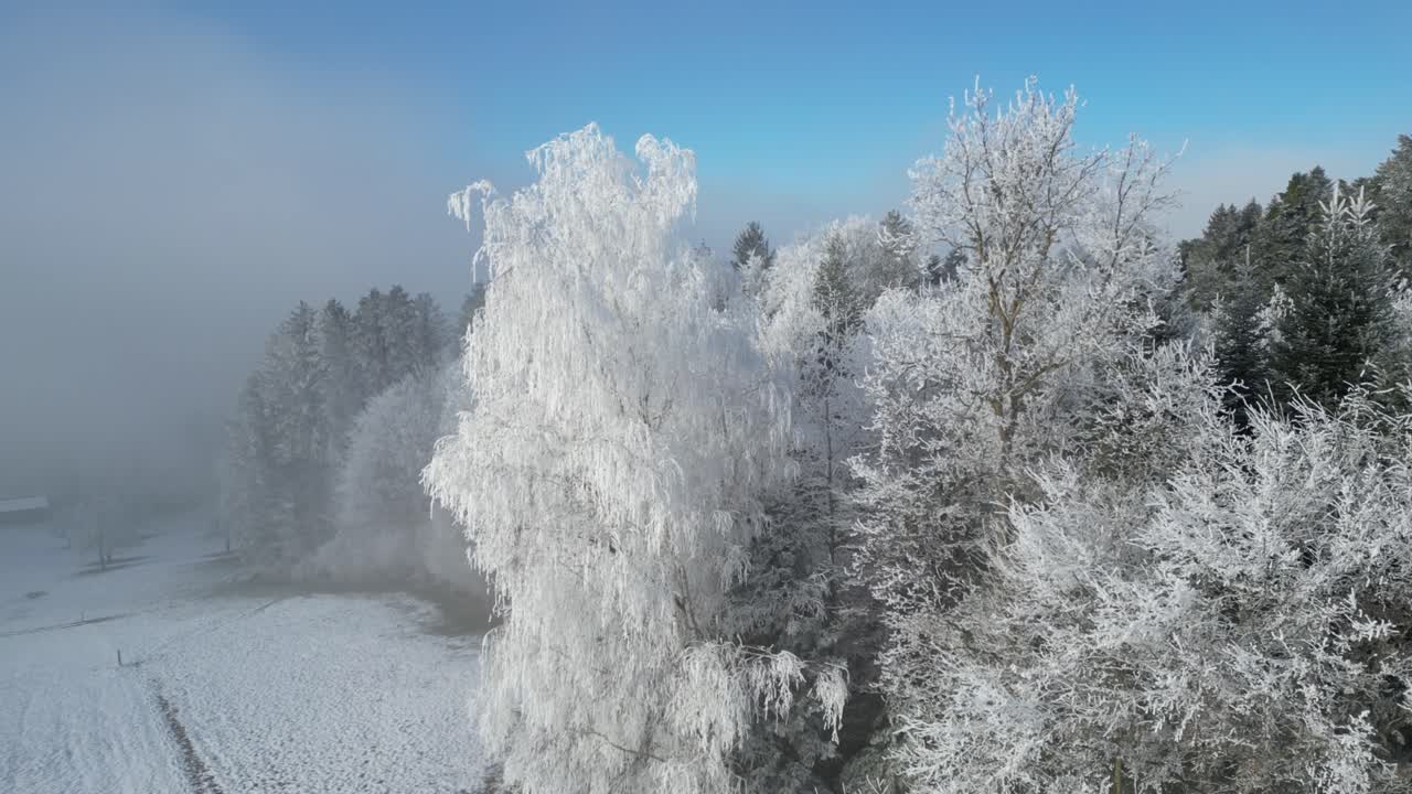 마법의 겨울 풍경 속에서 얼음으로 인 가지가 있는 버드나무 쪽으로 날아갑니다.