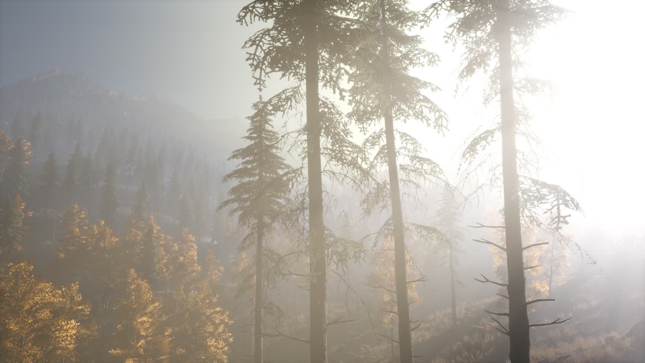 아침에 안개 속에 있는 평온한 분위기 있는 숲