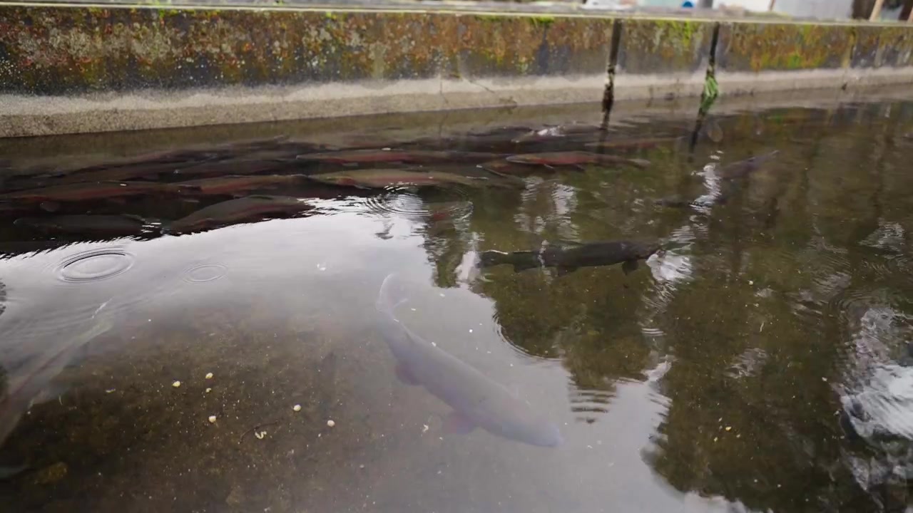 Zwemmende forel in aquacultuur kweekgoten bij een zoetwater viskwekerij