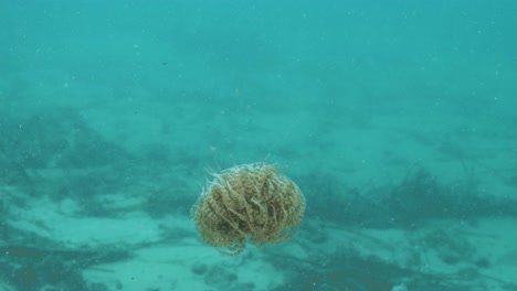 swimming anemone slowing drifts to the bottom of the ocean using its pulsating tentacles to swim