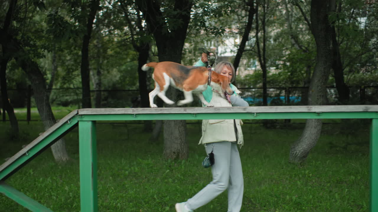 Dog carefully walking over stepper platform guided by tamer during outdoor training session showing trust coordination obedience and teamwork in green grassy park surrounded by trees