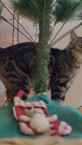curious tabby cat by christmas tree