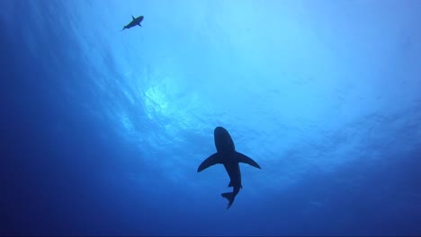 Oceanic-white-tip-shark-swims-above-the-camera-with-crystal-blue-water