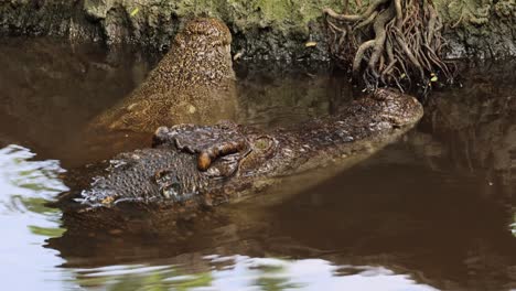 superficies de cocodrilo por la orilla del río entre las raíces