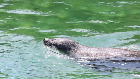 close up tracking shot of cute seal swimming and diving in lake during sunny day, slow motion