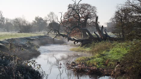 early morning mist hanging over the flowing river arrow framed by a large fallen dead tree, studley, warwickshire, uk