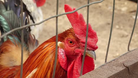 Aves-De-Corral-En-Jaulas-Mirando-A-La-Cámara