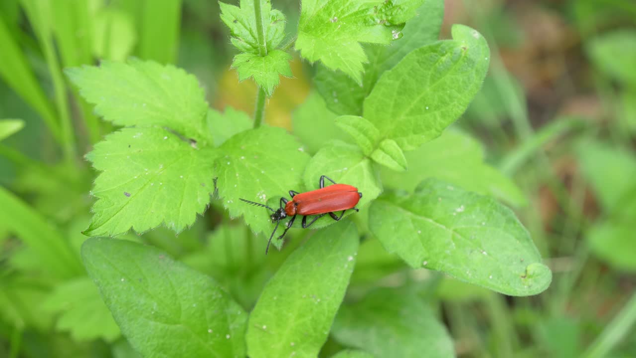 Black-Headed Scarlet Lily Beetle Sitting on a Leaf in the Forest, Pyrochroa Coccinea,