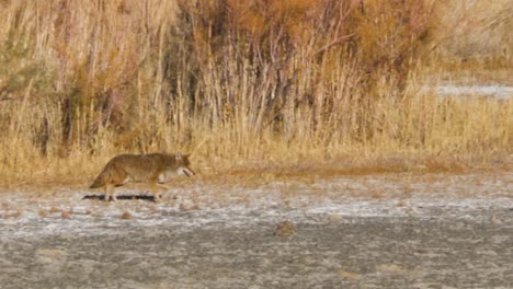 a coyote searching for food in the desert landscape on antelope island in utah - slow motion