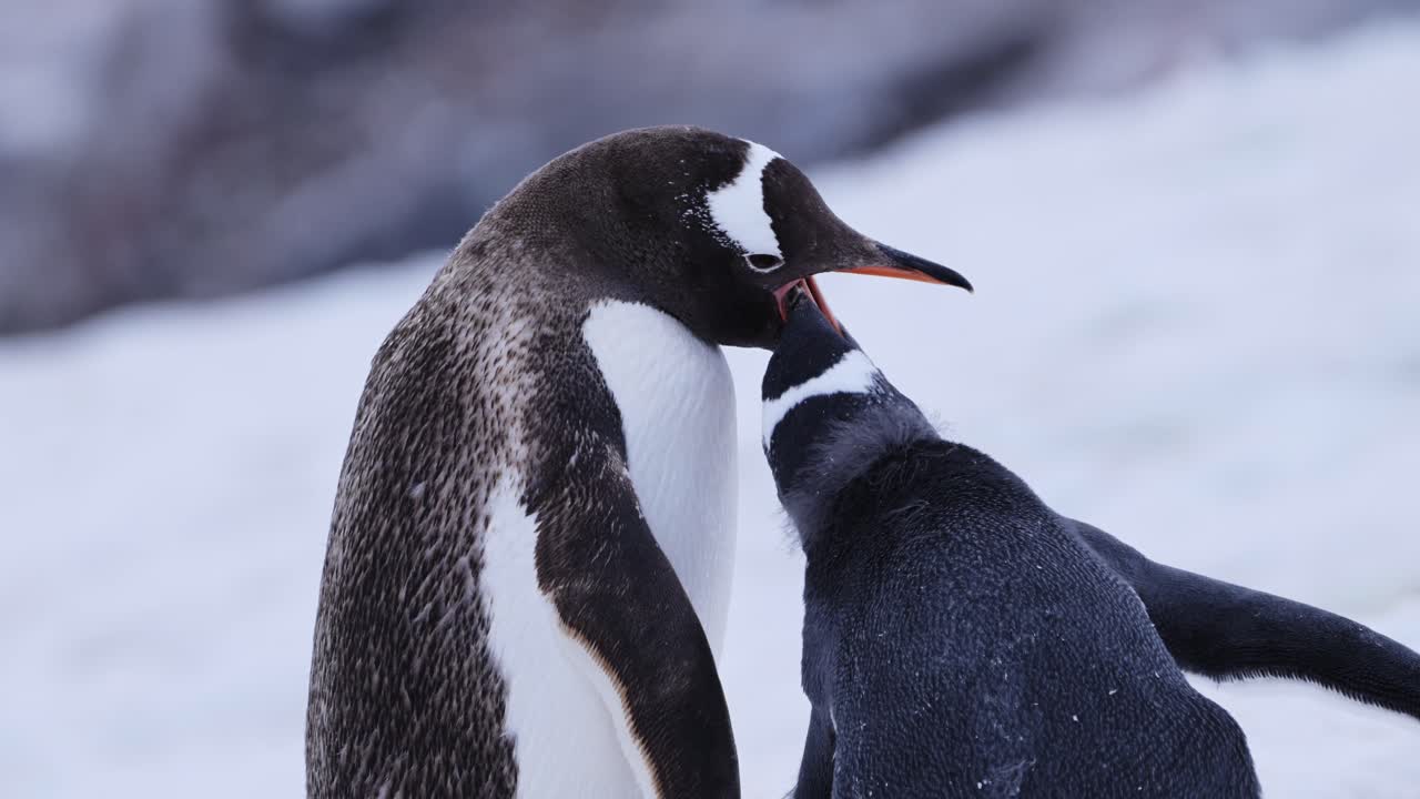 pingüinos bebés y madre alimentándose en la antártida, joven hambriento bebé pingüino pollito comiendo con la madre regurgitando comida para alimentarlo, vida silvestre y animales bebés cerca en la península antártica en invierno