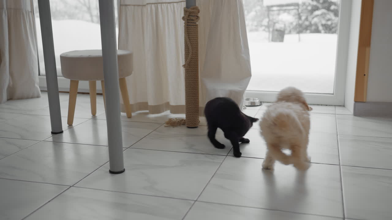Chow Chow puppy and Ragdoll kitten play together on tiled floor near dining area, curious cat peeks under table, playful pet interaction set against cozy home interior and snowy window backdrop