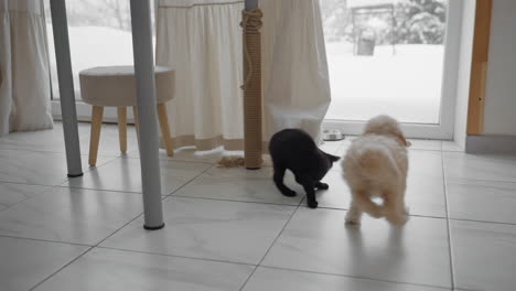 chow chow puppy and ragdoll kitten play together on tiled floor near dining area, curious cat peeks under table, playful pet interaction set against cozy home interior and snowy window backdrop