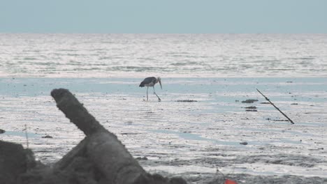 Wildlife Lesser Adjutant Stork bird walking and feeding on low tide wetland muddy swamp beach in Malaysia. Camera pan shot.