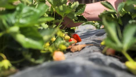 video de cerca de hombres buscando fresas en la granja