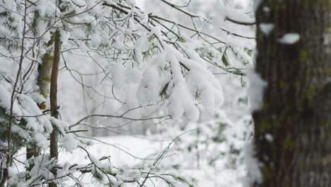 person, die im wald spazieren geht