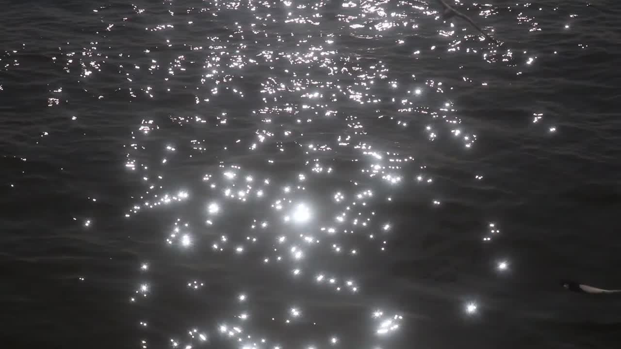 Flock of Birds flying at night, moonlight glittering on the river water