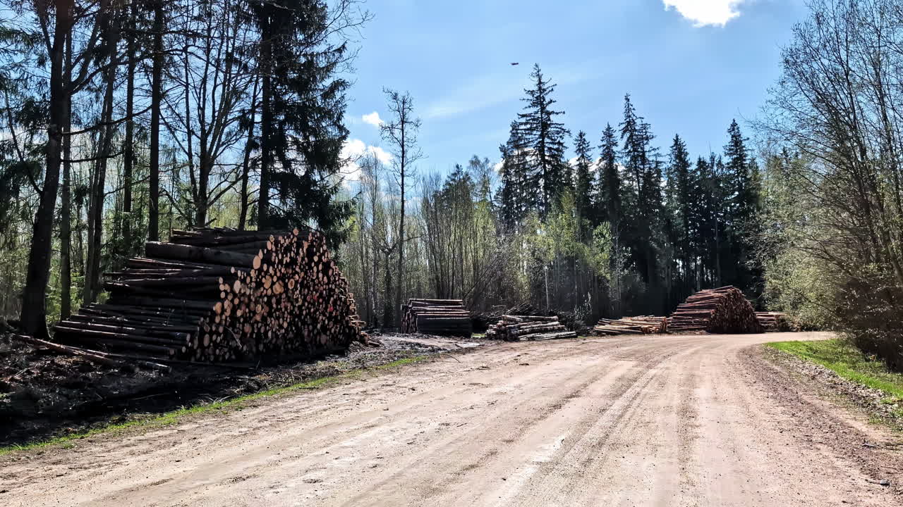 Dirt road next to lumber stacks in forest clearing on sunny day