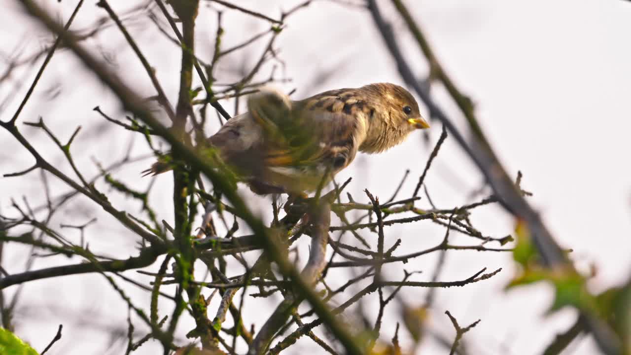 A dramatic low-angle close-up captures a juvenile sparrow perched on branches against a gray sky, scanning its surroundings and scratching itself in a moment of natural grooming