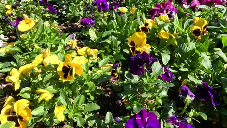 bees interacting with vibrant flowers in garden