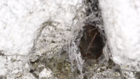 A-Southern-Crevice-Spider-is-seen-at-the-entrance-of-its-lair-in-a-wall,-one-of-its-legs-touching-the-web-and-moved-by-the-breeze