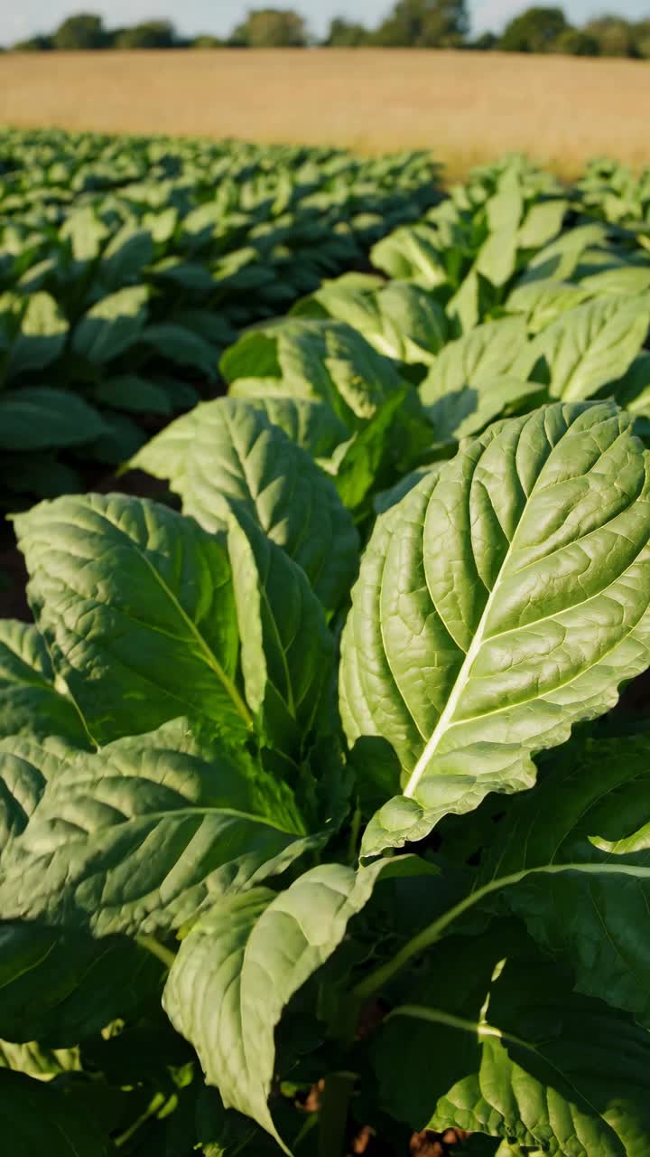 Close-up, low-angle shot of lush green leaves in a field, capturing vibrant textures and sunlight