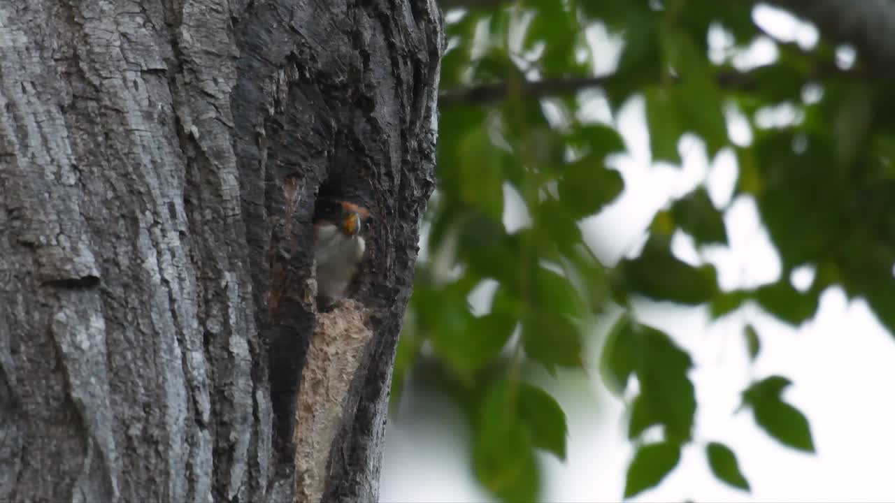 el falconet de muslo negro es una de las aves rapaces más pequeñas que se encuentran en los bosques de algunos países de asia