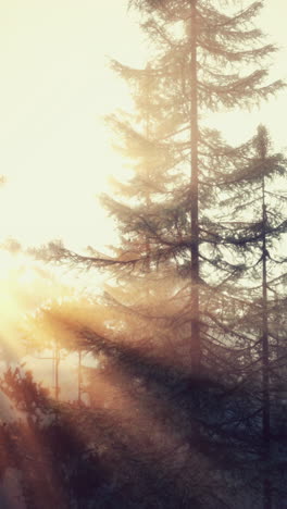 sunrise through the mist in a pine forest