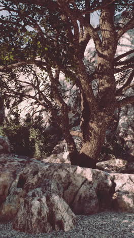 picturesque forest scene with trees and rocks