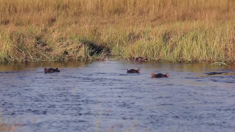 manada de hipopótamos refrescarse en el río en un día caluroso en el delta del okavango