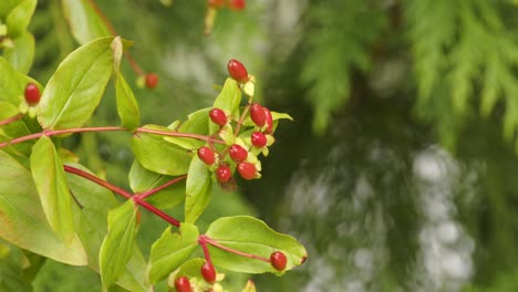 Hypericum-x-inodorum,-magical-red-fame-Berries-moving-in-the-summer-breeze