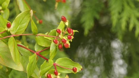 hypericum x inodorum, magical red fame berries moving in the summer breeze