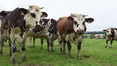 dairy cows on pasture in france