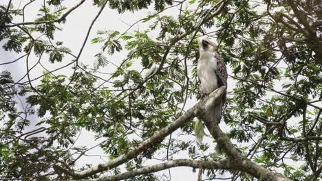 Extending-its-head-moving-forward-and-back-while-calling-for-its-parents-to-come-to-feed,-Philippine-Eagle-Pithecophaga-jefferyi-Juvenile,-Philippines