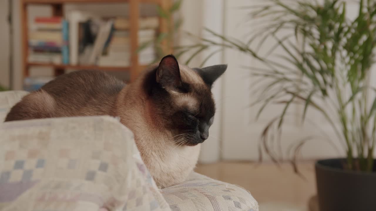 gatto siam che fa un pisolino su un sedile
