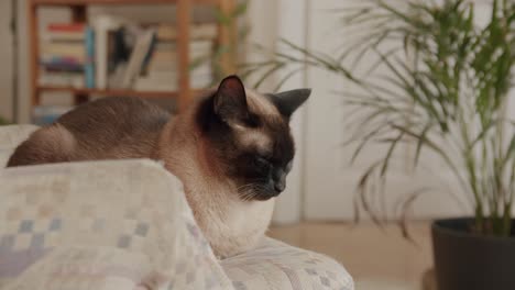 Gato-Siam-Tomando-Una-Siesta-En-Un-Asiento