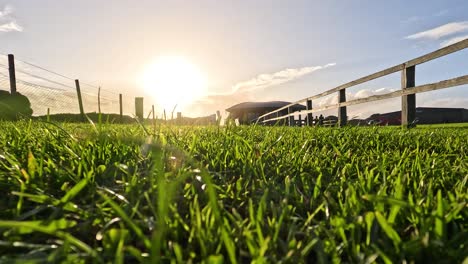 sunset view over lush green grass