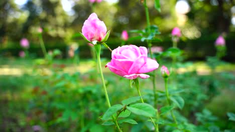 Blume-Im-Garten-Strahlte-In-Der-Sonne-44