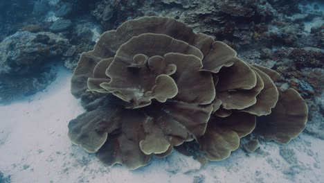 arrecife de coral tropical, la cámara nada alrededor de una hermosa formación de coral en palau, micronesia