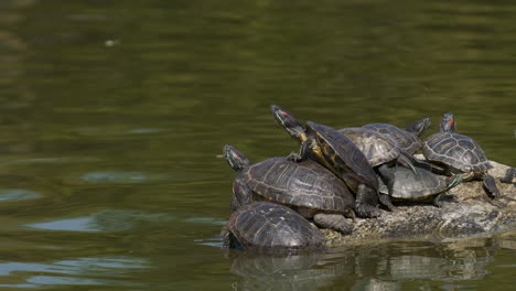 panning time lapse of pond turtles sunning on a rock in a pond