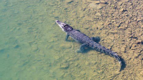 a saltwater crocodile glides through shallow, clear waters in port douglas, captured from above with natural lighting