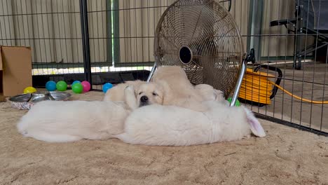 golden retriever pup walking over other puppies to lay down near floor fan