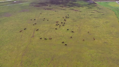 massive herd of horses grazing on green meadow, aerial view