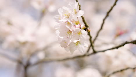 white cherry blossoms blooming on tree branch in takatori, japan