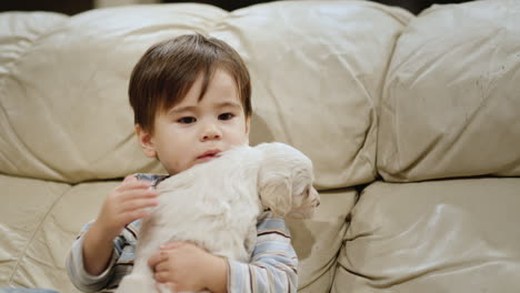 Cute-two-years-old-kid-gently-presses-a-white-Labrador-puppy-to-himself