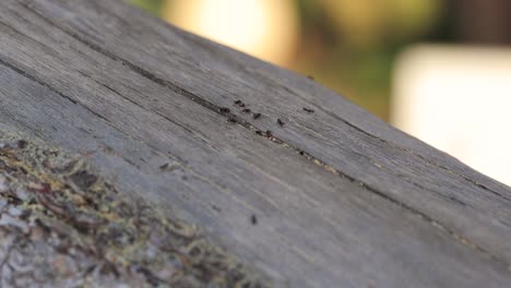 group of tree red headed ants get in and out of tree nest while gathering food