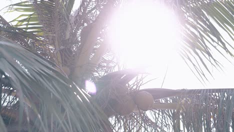 coconut fruits hang on palm tree at sun light low angle view