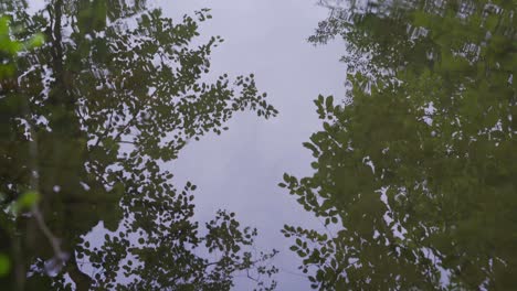 Trees-reflected-in-the-water.