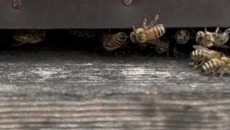 Primer-Plano-De-Las-Abejas-Melíferas-En-La-Colmena